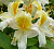 Рододендрон листопадный 'Тукан' (Rhododendron luteum 'Toucan')