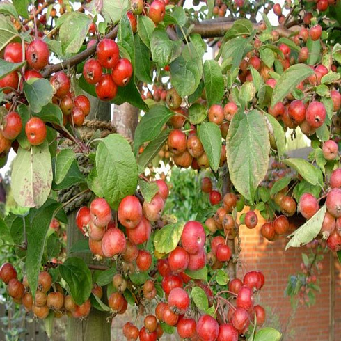 yablonya-dekorativnaya-ehverest-malus-evereste-plody