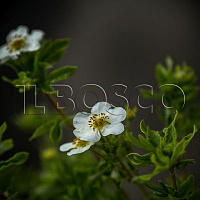 Лапчатка кустарниковая 'Маунт Эверест' (Potentilla fruticosa 'Mount Everest')