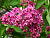 Сирень обыкновенная 'Хуго де Врайс' (Syringa vulgaris 'Hugo de Vries')