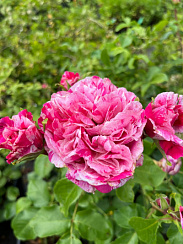 Роза 'Фердинанд Пичад' (Rose 'Ferdinand Pichard')