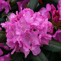 Рододендрон 'Розеум Элеганс' (Rhododendron 'Roseum Elegans')