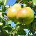 grusha-obyknovennaya-kafedralnaya-pyrus-communis-derevo-s-gustoj-kronoj