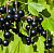 Смородина черная 'Ленинградский Великан' (Ribes nigrum 'Ленинградский Великан')