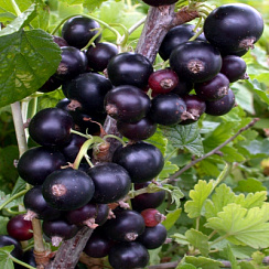 Смородина черная 'Экзотика' (Ribes nigrum 'Экзотика')