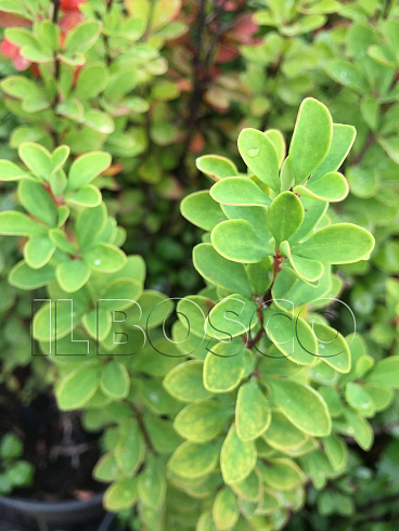 barbaris-tunberga-ehrekta-berberis-thunbergii-erecta-vetv.jpg