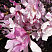 Магнолия звездчатая 'Rosea' (Magnolia stellata 'Rosea')