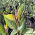 Дерен белый 'Найтфолл' (Cornus alba 'Nightfall')