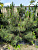 Сосна черная австрийская (Pinus nigra var. austriaca)