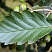 ryabina-promezhutochnaya-sorbus-intermedia-list