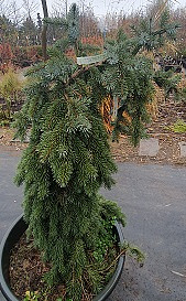 Ель сербская 'Пендула Брунс' (Picea omorika 'Pendula Bruns')