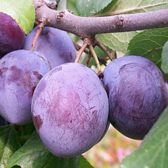 Слива обыкновенная 'Волжская красавица' (Prunus domestica 'Волжская красавица')