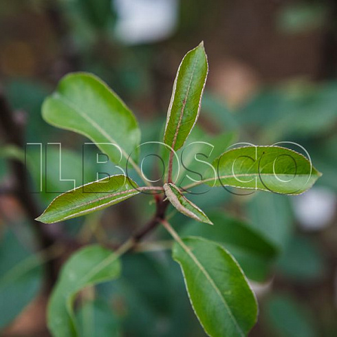 grusha-obyknovennaya-nika-pyrus-communis-list.jpg