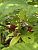 Малина 'Маросейка' (Rubus idaeus 'Maroseyka')