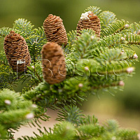 Пихта корейская (Abies koreana)