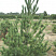 sosna-vejmutova-pinus-strobus-sazhenec.jpg