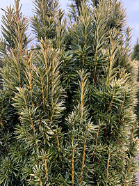 Тисс ягодный 'Фастиагата Ауреа' (Taxus baccata 'Fastigiata Aurea')
