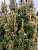 Тисс ягодный 'Фастиагата Ауреа' (Taxus baccata 'Fastigiata Aurea')