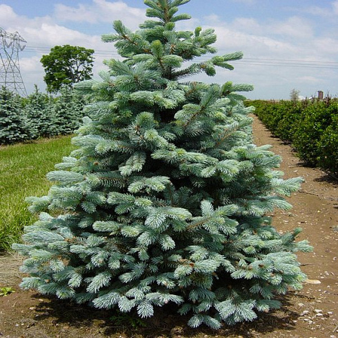 el-kolyuchaya-forma-golubaya-kaibab-picea-pungens-f-glauca-kaibab-derevo.jpg