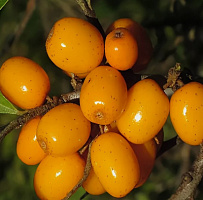 Облепиха 'Жемчужница' (Hippophae 'Жемчужница')