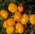 Облепиха 'Жемчужница' (Hippophae 'Жемчужница')