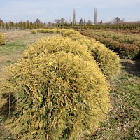 Туя западная 'Голден Глоб' (Thuja occidentalis 'Golden Globe' )