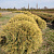 Туя западная 'Голден Глоб' (Thuja occidentalis 'Golden Globe' )