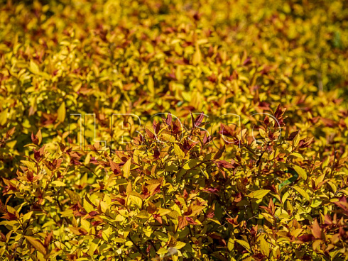 spireya-yaponskaya-goldflejm-spiraea-japonica-goldflame-massiv.jpg