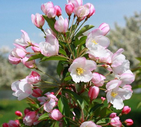 Яблоня декоративная 'Adirondack' (Malus 'Adirondack')1