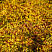 spireya-yaponskaya-goldflejm-spiraea-japonica-goldflame-massiv.jpg