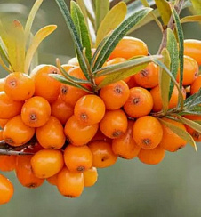 Облепиха 'Августина' (Hippophae rhamnoides 'Августина')