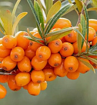 Облепиха 'Августина' (Hippophae rhamnoides 'Августина')