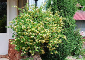 Жимолость японская Халлиана (Lonicera japonica Halliana)