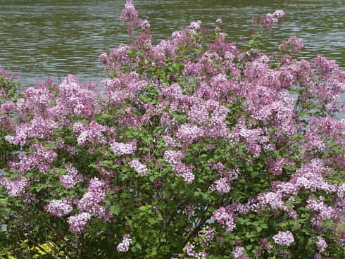 siren-gibridnaya-pink-perfyum-syringa-pink-perfume-kust