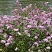 siren-gibridnaya-pink-perfyum-syringa-pink-perfume-kust