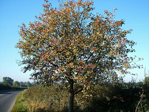 ryabina-promezhutochnaya-sorbus-intermedia-derevo
