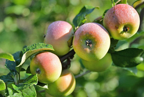 Яблоня домашняя 'Свежесть' (Malus domestica 'Свежесть')