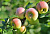 Яблоня домашняя 'Свежесть' (Malus domestica 'Свежесть')