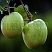 yablonya-domashnyaya-bogatyr-malus-domestica-plod.jpg