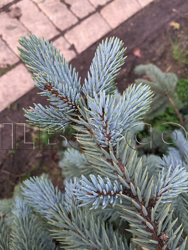 el-kolyuchaya-hupsi-picea-pungens-hoopsii-vetv