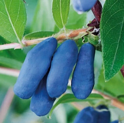 Жимолость съедобная 'Ленинградский великан' (Lonicera caerulea 'Ленинградский великан')