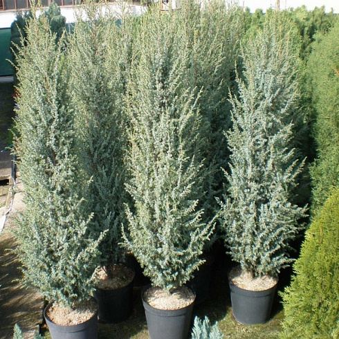 mozhzhevelnik-obyknovennyj-hibernika-juniperus-communis-hibernica-derevo.jpg