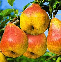 Груша обыкновенная 'Северянка краснощекая' (Pyrus communis 'Северянка краснощекая')