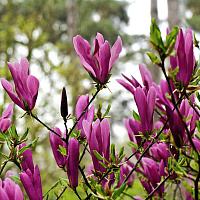 Магнолия гибридная 'Сьюзан' (Magnolia lilliflora 'Susan')