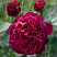roza-falstaf-rose-falstaff-aromat-rozovogo-masla