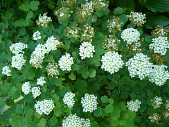 Спирея трехлопастная (Spiraea trilobata)
