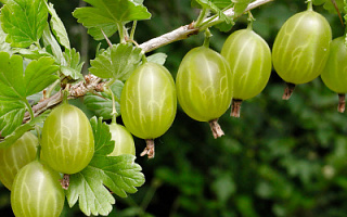 Крыжовник 'Малахит' (Ribes 'Малахит')