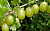 Крыжовник 'Малахит' (Ribes 'Малахит')