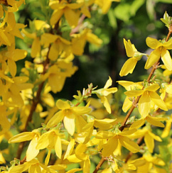 Форзиция промежуточная 'Уикенд' (Forsythia intermedia 'Weekend')