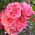 roza-pletistaya-rozarium-yutersen-rosa-rosarium-uetersen-obladayut-nezhnym-svezhim-legkim-aromatom